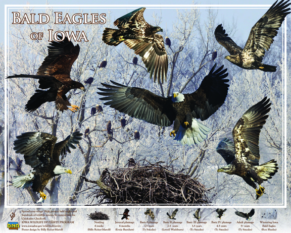 Proceeds from this bald eagle poster help support nongame wildlife efforts in Iowa! | IowaDNR